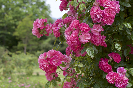 Pink color bloomed in garden.の写真素材