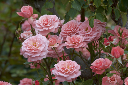 Pink color bloomed in garden.の写真素材