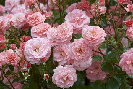 Pink color bloomed in garden.の写真素材