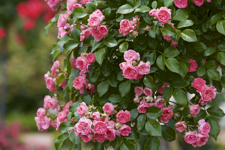 Pink color bloomed in garden.の写真素材