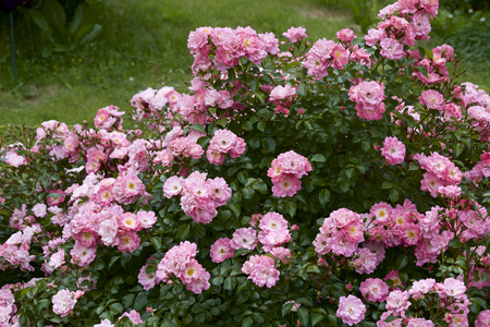 Pink color bloomed in garden.の写真素材