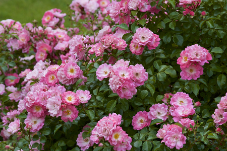Pink color bloomed in garden.の写真素材