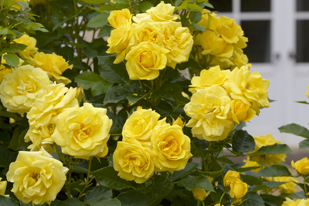 Yellow color rose bloomed in garden.の写真素材