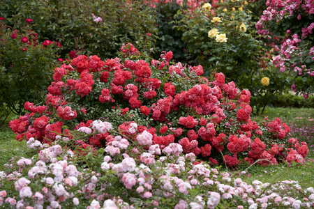 Red color rose bloomed in gardenの写真素材