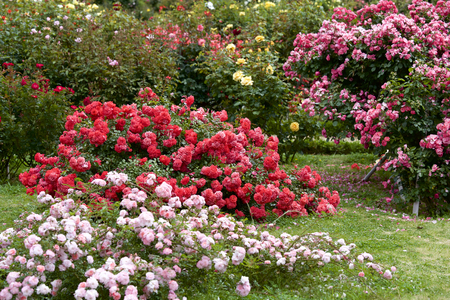 Red color rose bloomed in gardenの写真素材