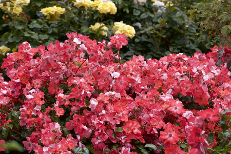 Red color rose bloomed in gardenの写真素材