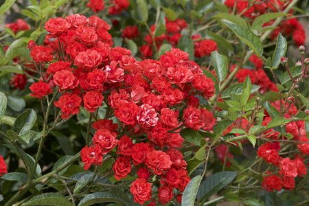 Red color rose bloomed in gardenの写真素材