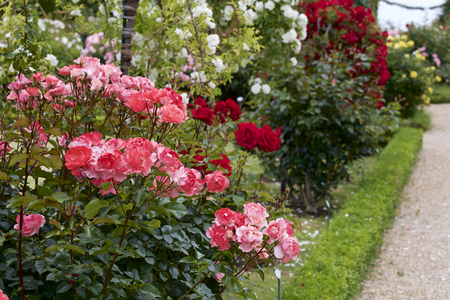 Red color rose bloomed in gardenの写真素材
