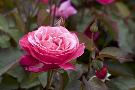 Red color rose bloomed in gardenの写真素材