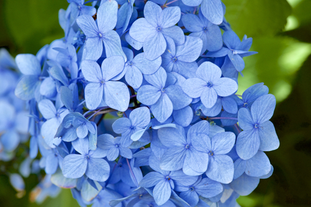 Beautiful hydrangea flowers in gardenの写真素材