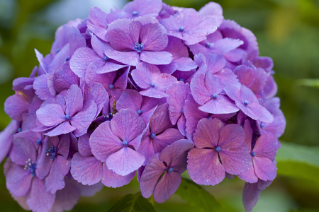 Beautiful hydrangea flowers in gardenの写真素材