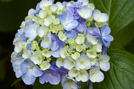 Beautiful hydrangea flowers in gardenの写真素材