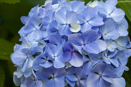 Beautiful hydrangea flowers in gardenの写真素材