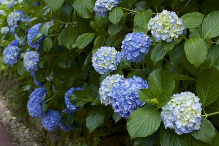 Beautiful hydrangea flowers in gardenの写真素材
