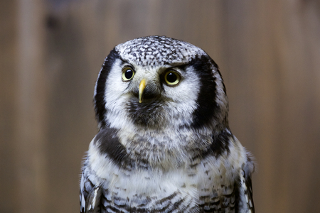Northern hawk owlの写真素材