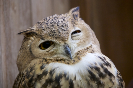 Pharaoh eagle owl faceの写真素材