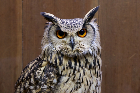 Rock eagle owlの写真素材