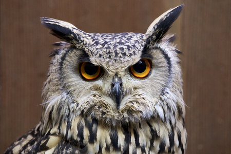 Rock eagle owlの写真素材