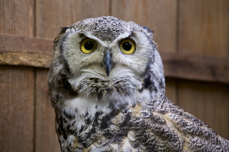 Rock eagle owlの写真素材
