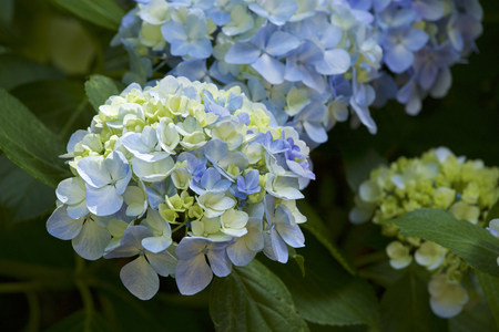 Beautiful hydrangea flowers in gardenの写真素材
