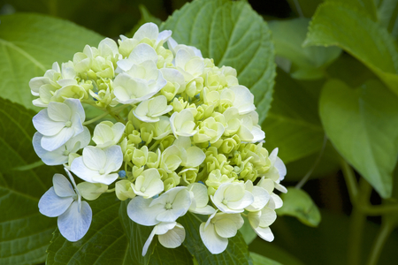 Beautiful hydrangea flowers in gardenの写真素材