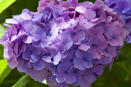 Beautiful hydrangea flowers in gardenの写真素材