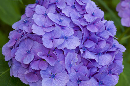 Beautiful hydrangea flowers in gardenの写真素材