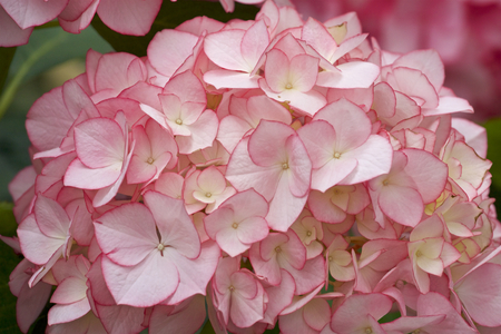 Beautiful hydrangea flowers in gardenの写真素材