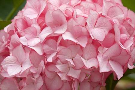 Beautiful hydrangea flowers in gardenの写真素材