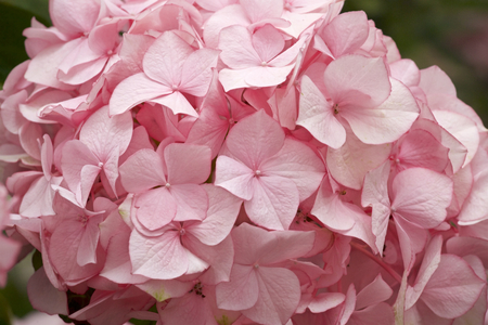 Beautiful hydrangea flowers in gardenの写真素材