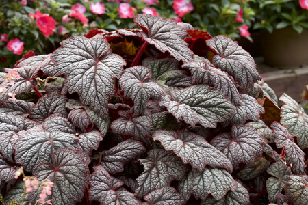 Beautiful begonia leavesの写真素材