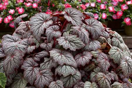 Beautiful begonia leavesの写真素材