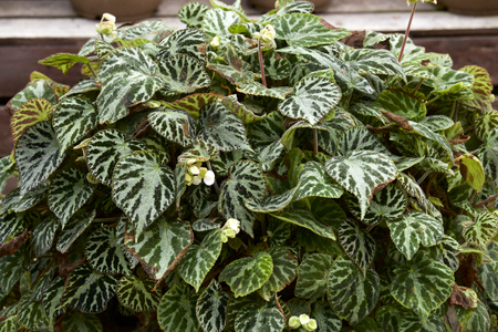 Beautiful begonia leavesの写真素材