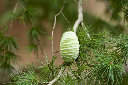 Young seeds of Himalayan cedarの写真素材