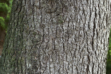 Cedar wood barkの写真素材