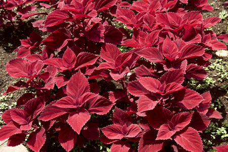 Coriolus of red leavesの写真素材