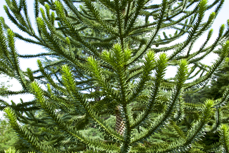 Monkey puzzle treeの写真素材