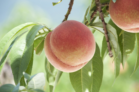 Peach of fresh orchard.の写真素材