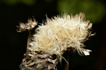 Seed of artichokesの写真素材
