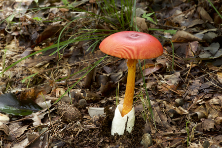 Beautiful red mushrooms in autumnの写真素材