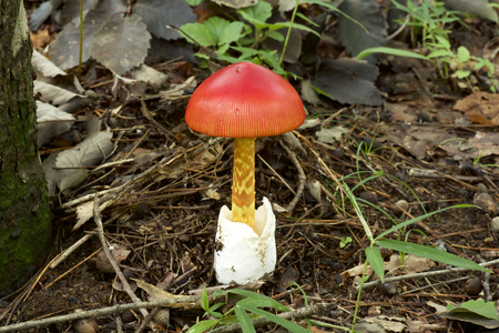 Beautiful red mushrooms in autumnの写真素材