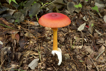 Beautiful red mushrooms in autumnの写真素材