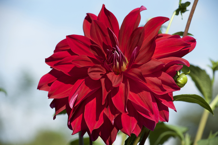 Red dahlia in gardenの写真素材