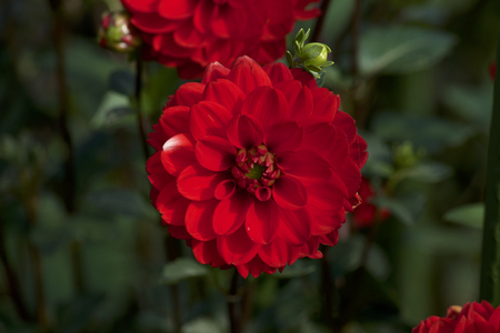 Red dahlia in gardenの写真素材