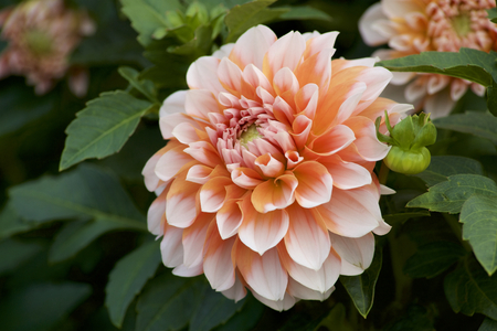 Orange dahlia in gardenの写真素材