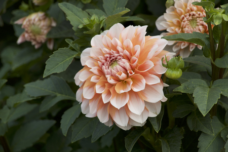 Orange dahlia in gardenの写真素材