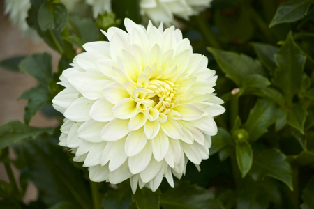 Yellow dahlia in gardenの写真素材