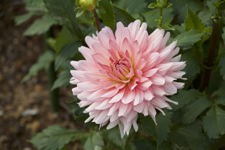 Pink dahlia in gardenの写真素材