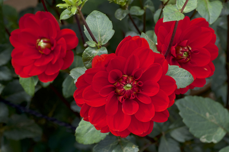 Beautiful red dahlia in gardenの写真素材