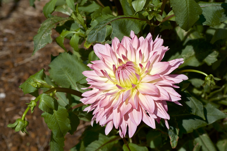 Beautiful pink dahlia in gardenの写真素材